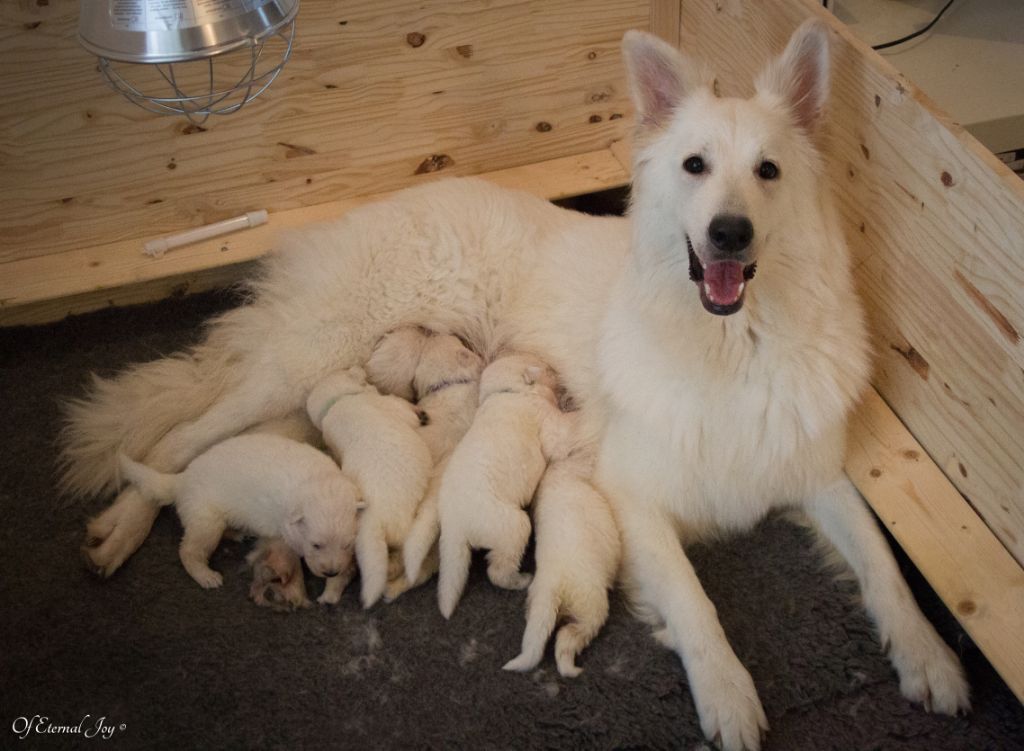 Of Eternal Joy - Berger Blanc Suisse - Portée née le 23/05/2019