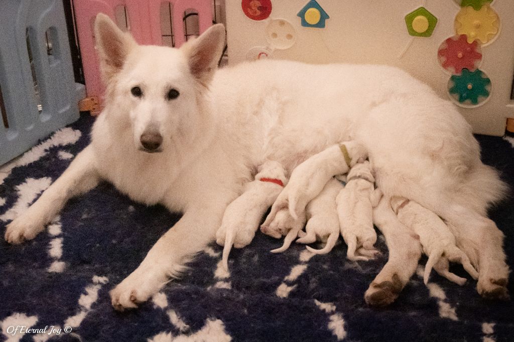 Of Eternal Joy - Berger Blanc Suisse - Portée née le 06/03/2021