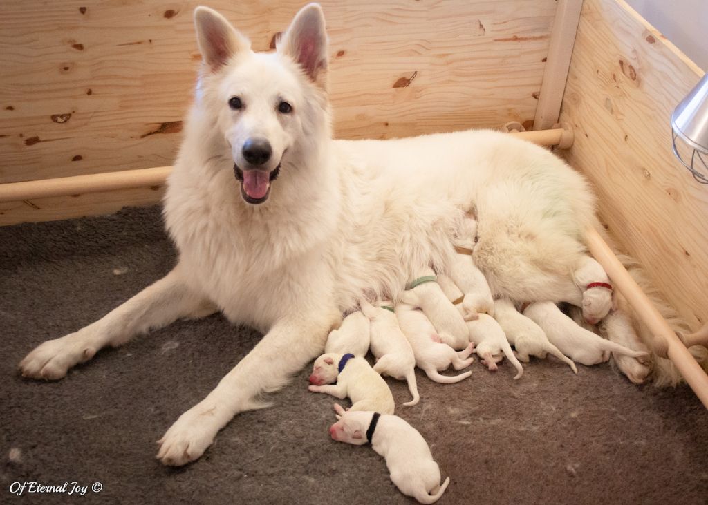 Of Eternal Joy - Berger Blanc Suisse - Portée née le 11/09/2020